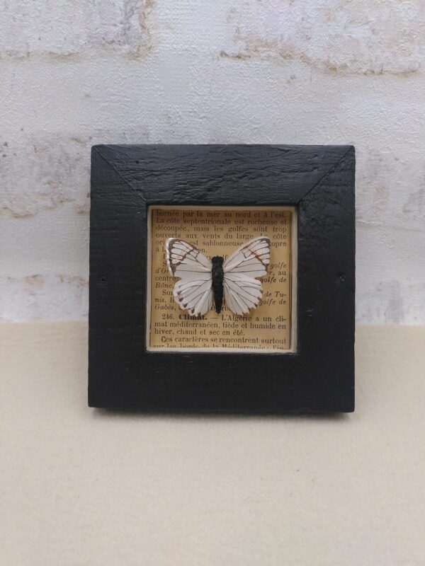 Cadre 3D Papillon blanc