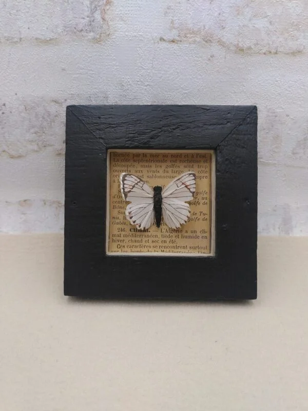 Cadre 3D Papillon blanc