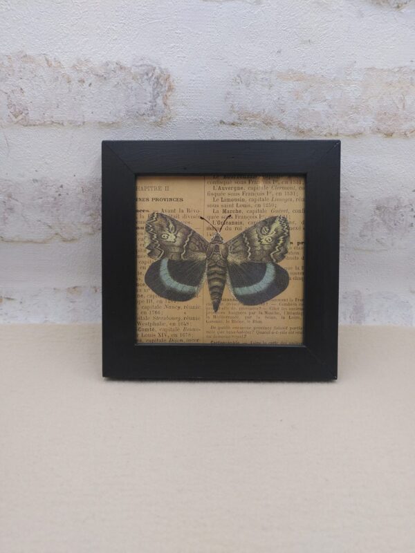 Cadre Papillon bleu